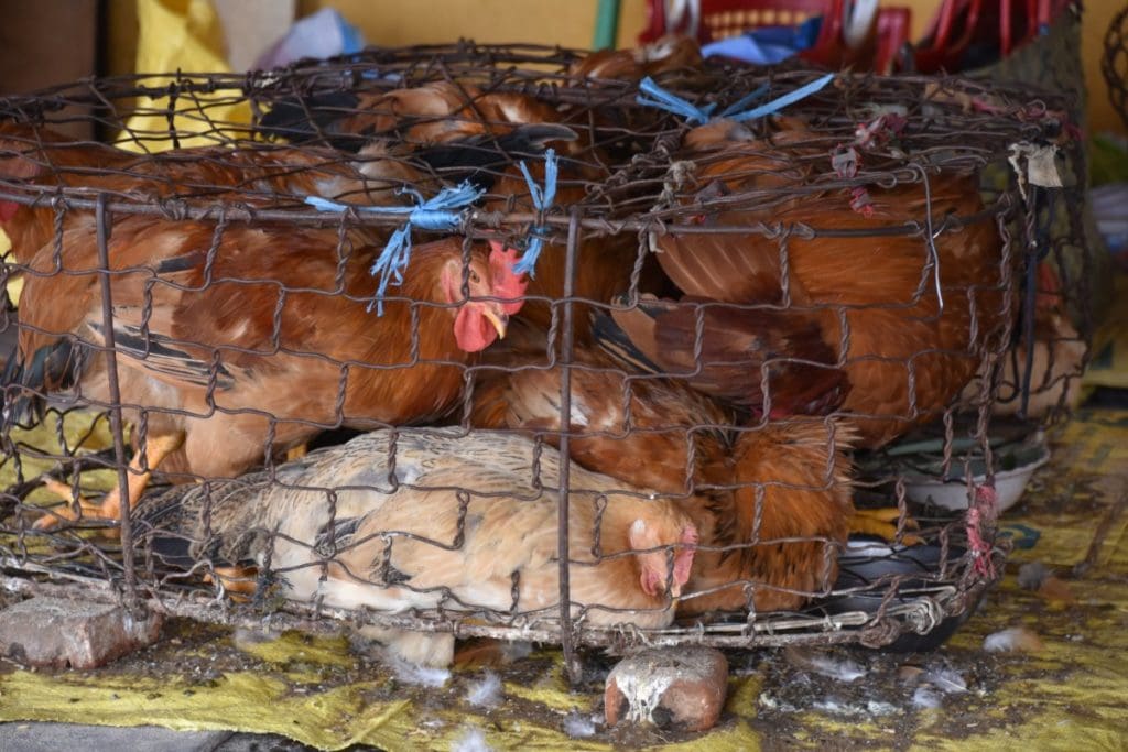Caged Chickens