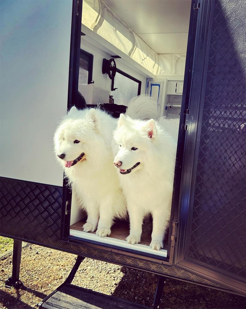 Two dogs standing in doorway of caravan