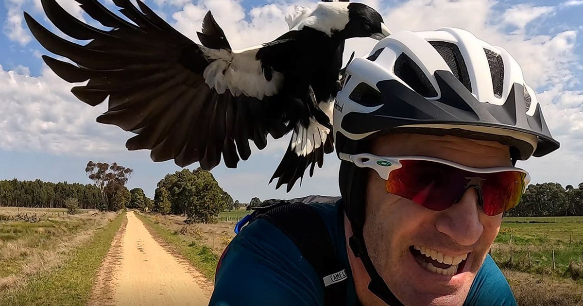 Unique PieProof Helmet Protects Cyclists from Magpies