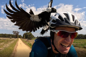 Cyclist being attacked by a magpie