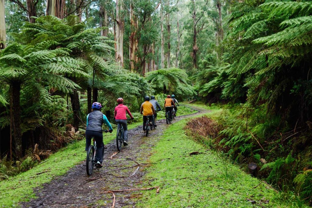 Group of people cycling on a track in bush setting